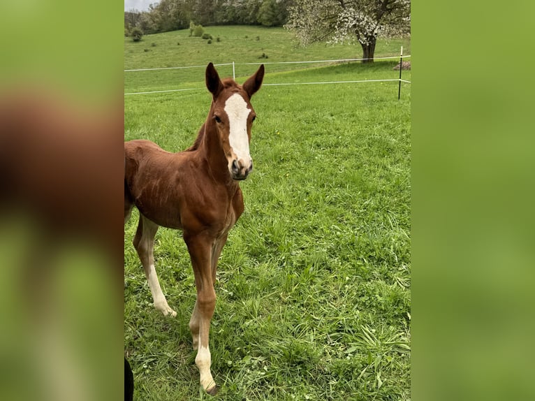 Oldenburger Springpaard Hengst Veulen (04/2025) in Ehringshausen
