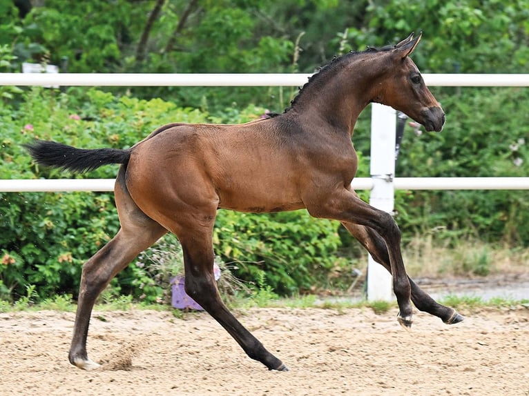 Oldenburger Springpaard Hengst Veulen (06/2026)  in Vechta