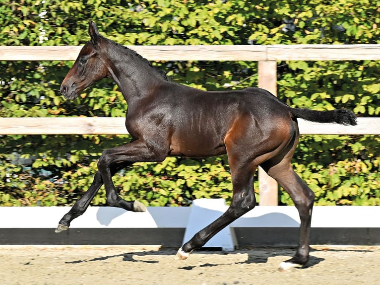 Oldenburger Springpaard Hengst Veulen (06/2026)  in Vechta