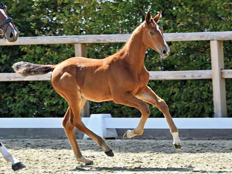Oldenburger Springpaard Hengst Veulen (05/2026)  in Vechta