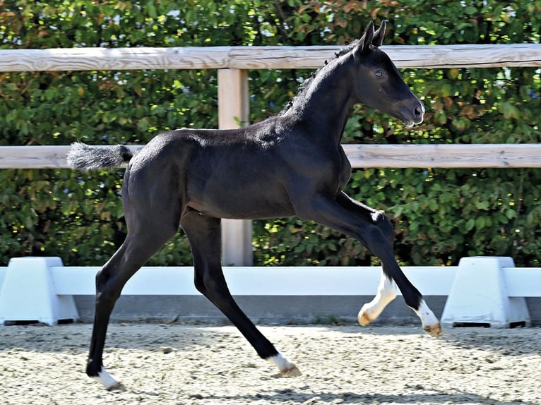 Oldenburger Springpaard Hengst Veulen (06/2026)  in Vechta