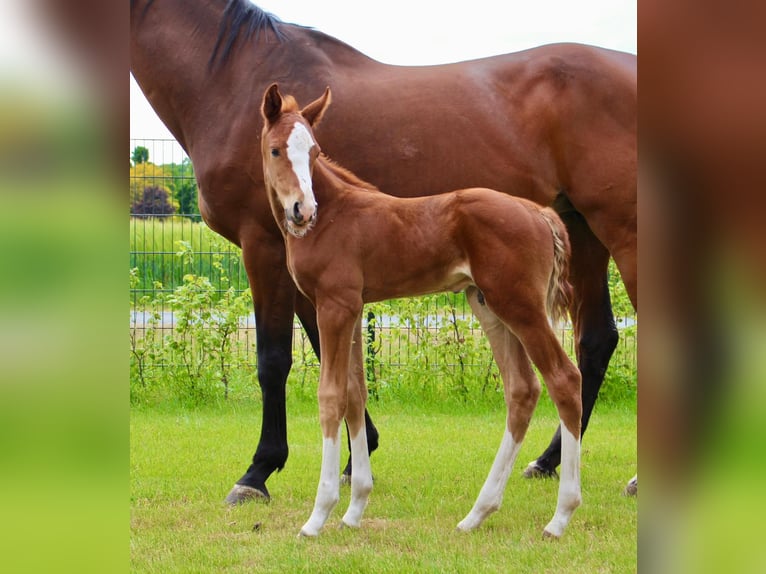 Oldenburger Springpaard Hengst  Vos in Emstek