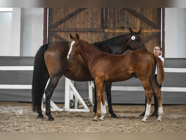 Oldenburger Springpaard Hengst Veulen (04/2025) Vos in Jasienica Dolna