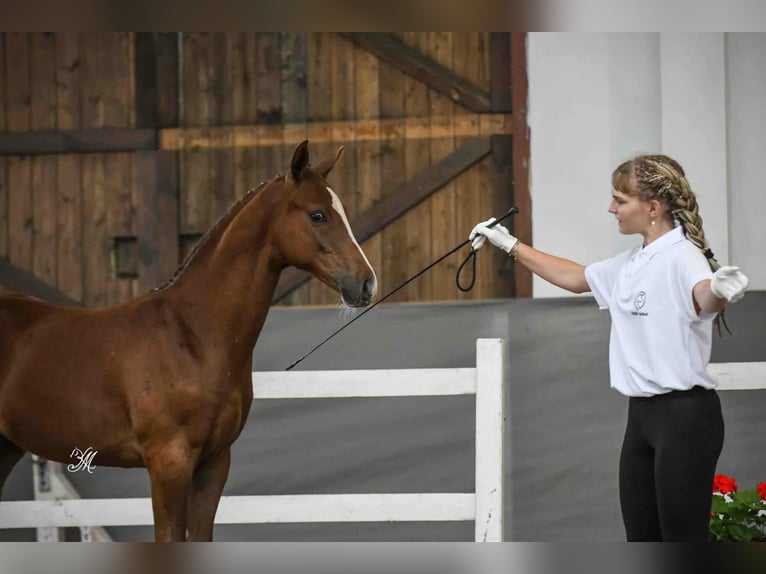 Oldenburger Springpaard Hengst Veulen (04/2025) Vos in Jasienica Dolna