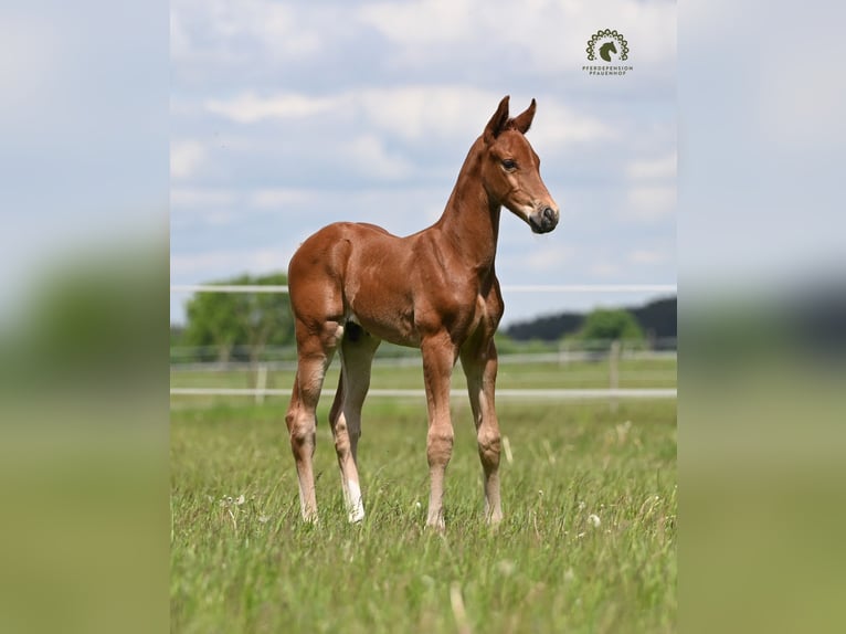 Oldenburger Springpaard Hengst Veulen (04/2026) Vos in Reichenwalde