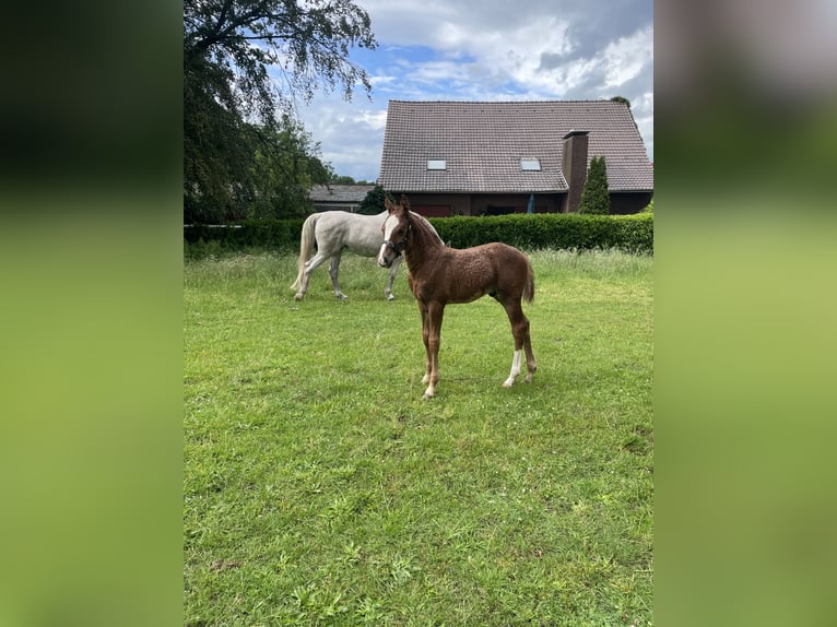Oldenburger Springpaard Hengst Veulen (04/2026) Vos in Versmold