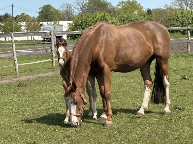 Oldenburger Springpaard Hengst Veulen (04/2026) Vos in Versmold