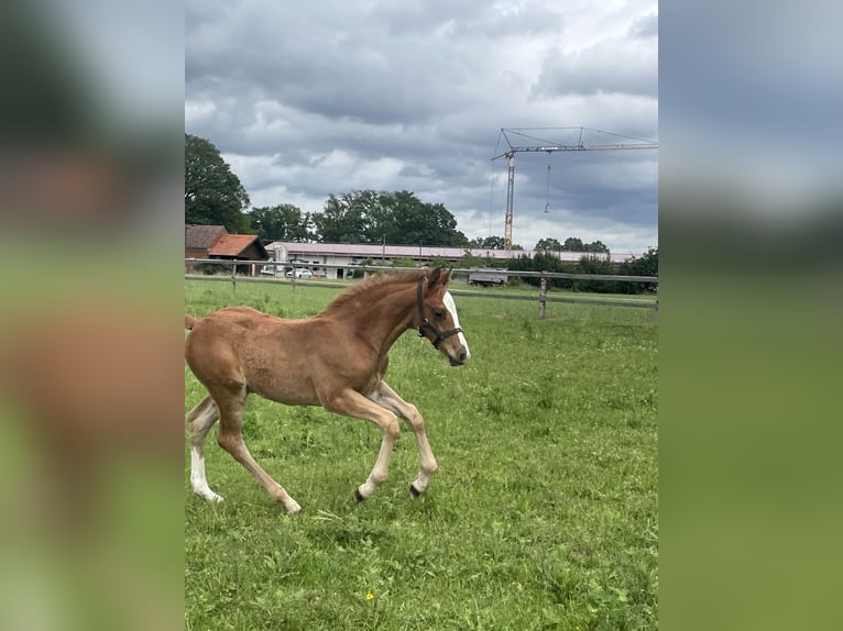 Oldenburger Springpaard Hengst Veulen (04/2026) Vos in Versmold