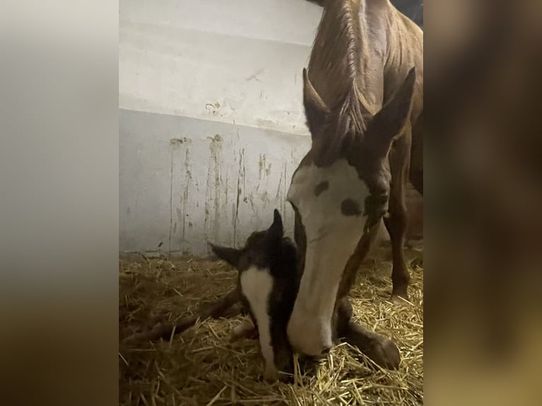 Oldenburger Springpaard Hengst Veulen (04/2026) Vos in Versmold