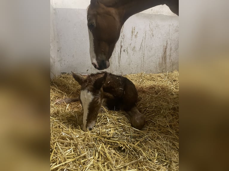 Oldenburger Springpaard Hengst Veulen (04/2026) Vos in Versmold