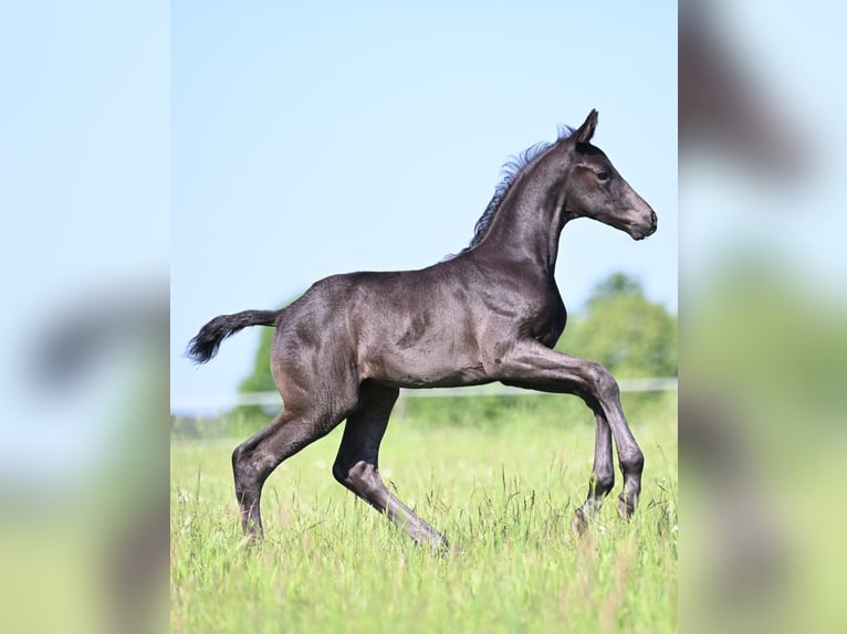 Oldenburger Springpaard Hengst Veulen (05/2026) Zwart in Reichenwalde