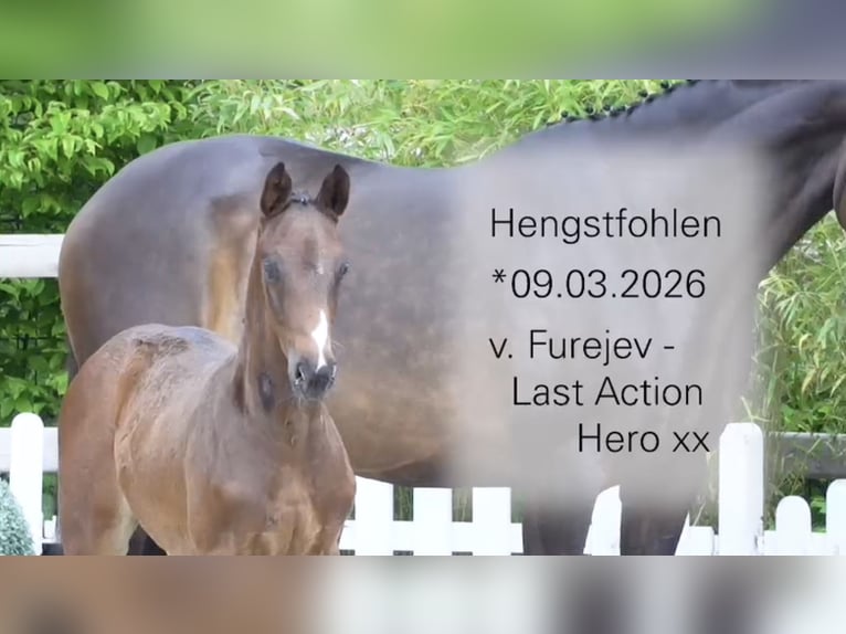 Oldenburger Springpaard Hengst Veulen (03/2026) Zwartbruin in Bakum