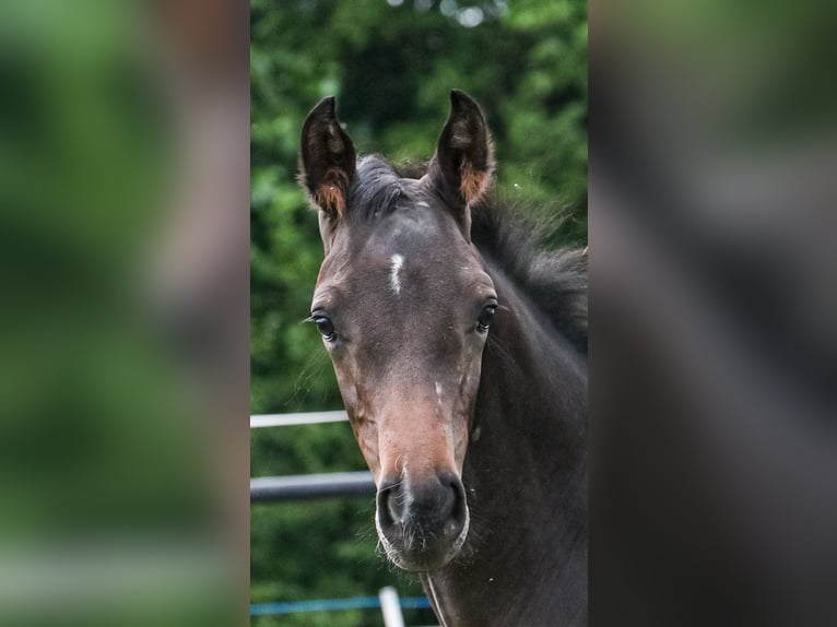 Oldenburger Springpaard Hengst veulen (04/2024) Zwartbruin in Glaubitz