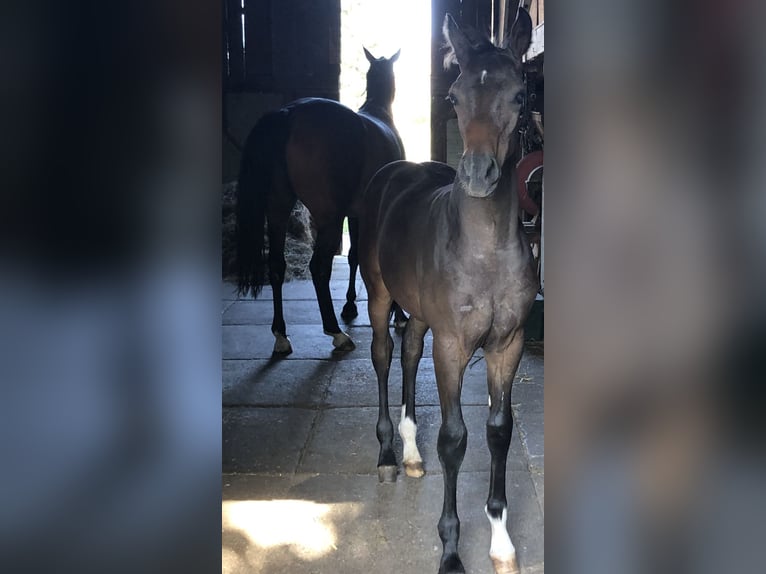 Oldenburger Springpaard Hengst veulen (04/2024) Zwartbruin in Glaubitz