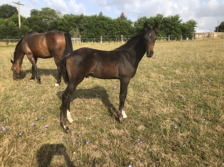 Oldenburger Springpaard Hengst veulen (04/2024) Zwartbruin in Glaubitz