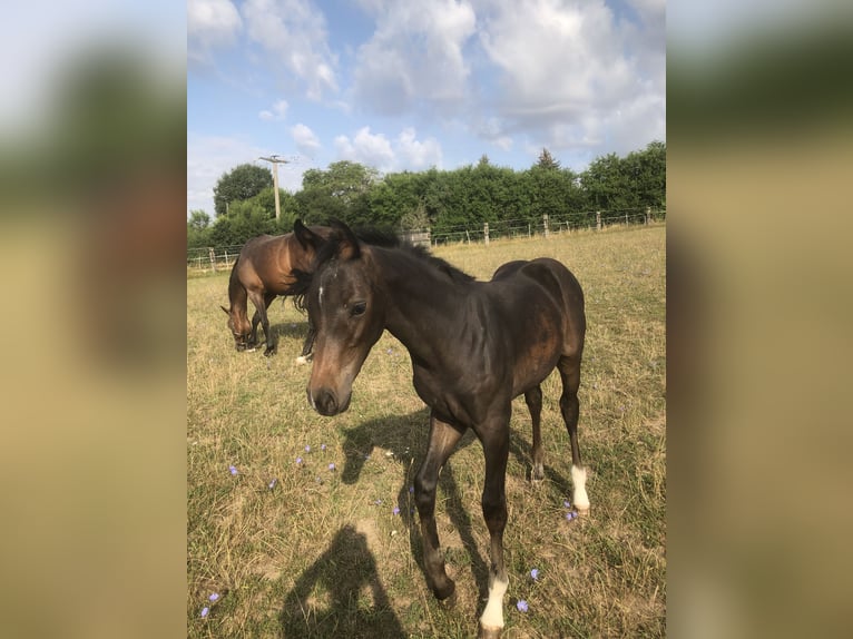 Oldenburger Springpaard Hengst veulen (04/2024) Zwartbruin in Glaubitz