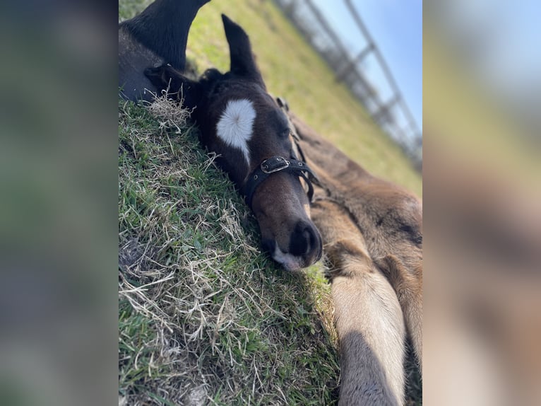 Oldenburger Springpaard Hengst Veulen (04/2025) Zwartbruin in Versmold