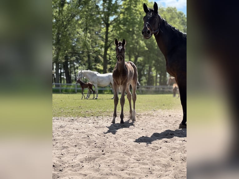 Oldenburger Springpaard Hengst Veulen (04/2025) Zwartbruin in Versmold
