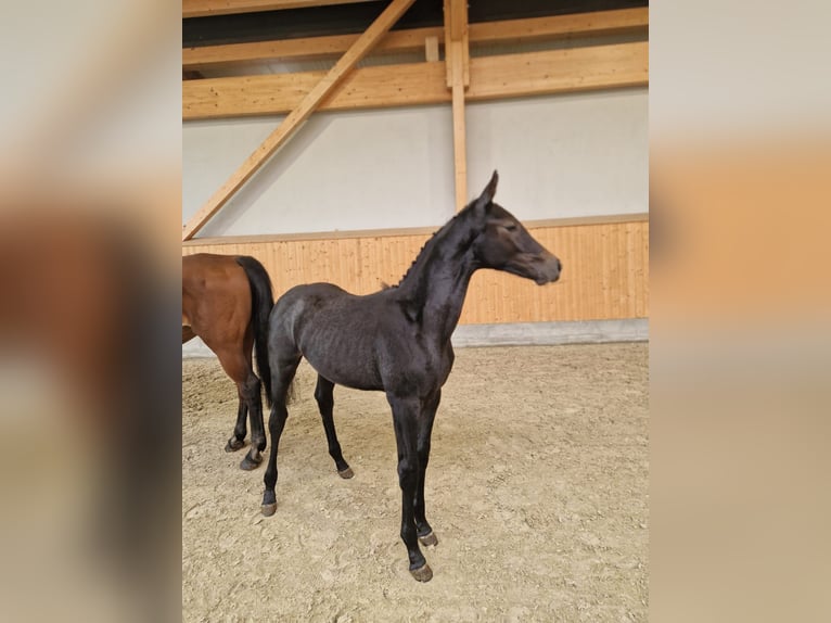 Oldenburger Springpaard Hengst Veulen (01/2025) Zwartschimmel in Dahlenburg