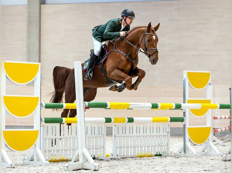 Oldenburger Springpaard Hengst Vos in Moritzburg