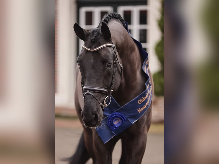 Oldenburger Springpaard Hengst Zwart in Lemwerder