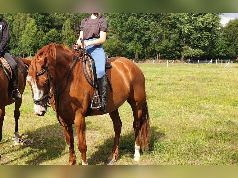 Oldenburger Springpaard Merrie 10 Jaar 160 cm Vos in Emstek