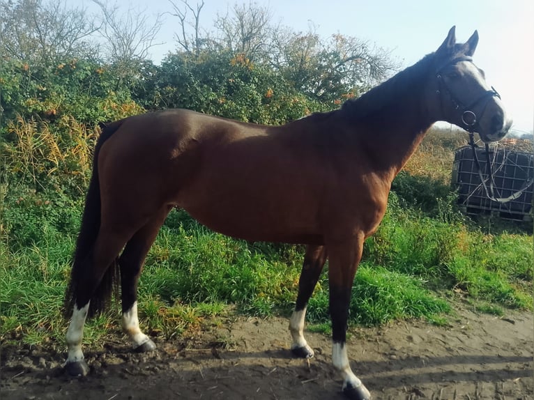 Oldenburger Springpaard Merrie 10 Jaar 165 cm Bruin in Worms