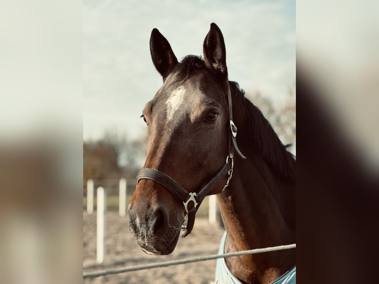 Oldenburger Springpaard Merrie 10 Jaar 165 cm Donkerbruin in St. Pölten