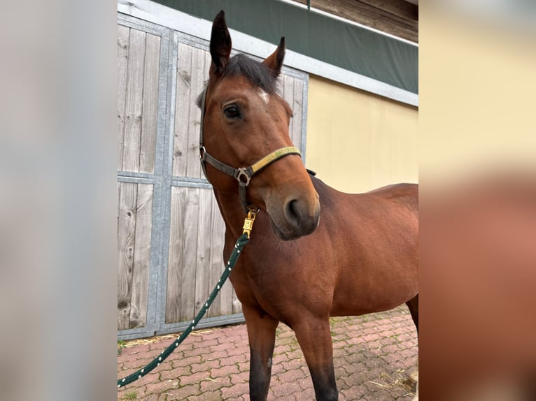 Oldenburger Springpaard Merrie 10 Jaar 166 cm Bruin in Walzbachtal