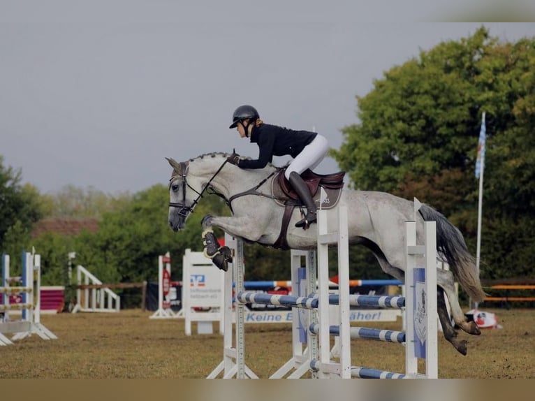 Oldenburger Springpaard Merrie 10 Jaar 168 cm Appelschimmel in Coburg