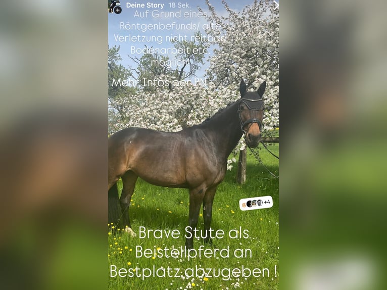 Oldenburger Springpaard Merrie 10 Jaar 168 cm Donkerbruin in Großrinderfeld