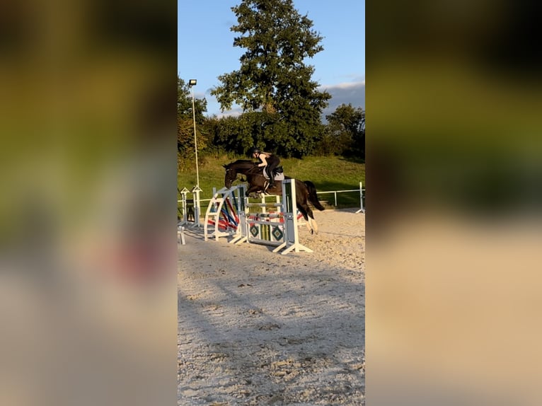 Oldenburger Springpaard Merrie 10 Jaar 168 cm Donkerbruin in Immenstadt im Allgäu