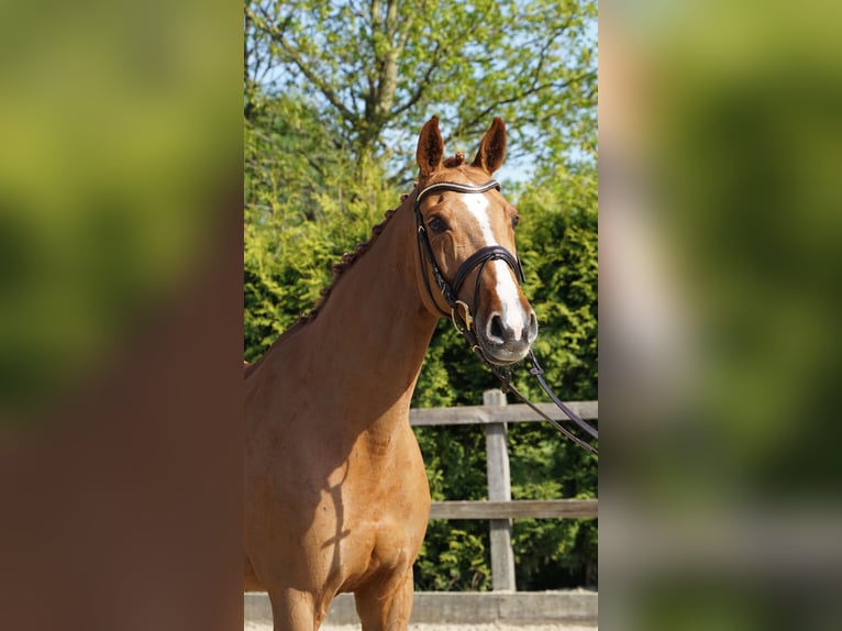 Oldenburger Springpaard Merrie 10 Jaar 168 cm Vos in Lohne (Oldenburg)