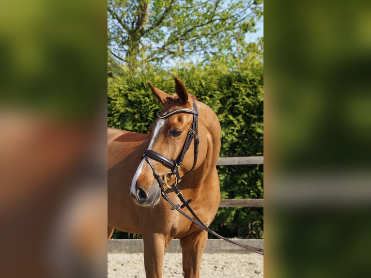Oldenburger Springpaard Merrie 10 Jaar 168 cm Vos in Lohne (Oldenburg)