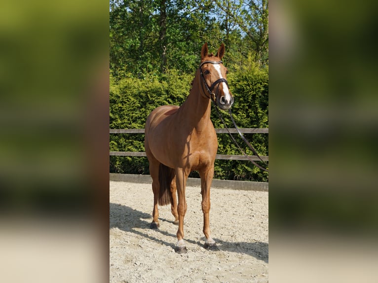 Oldenburger Springpaard Merrie 10 Jaar 168 cm Vos in Lohne (Oldenburg)