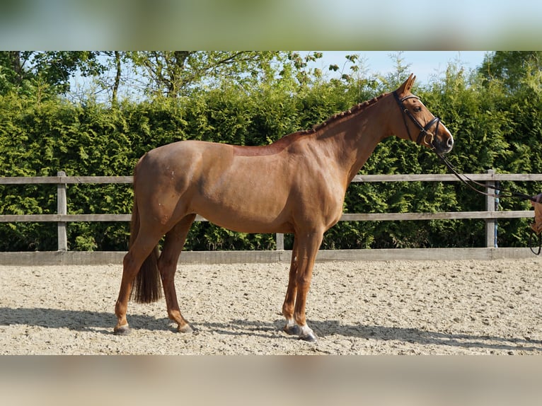 Oldenburger Springpaard Merrie 10 Jaar 168 cm Vos in Lohne (Oldenburg)