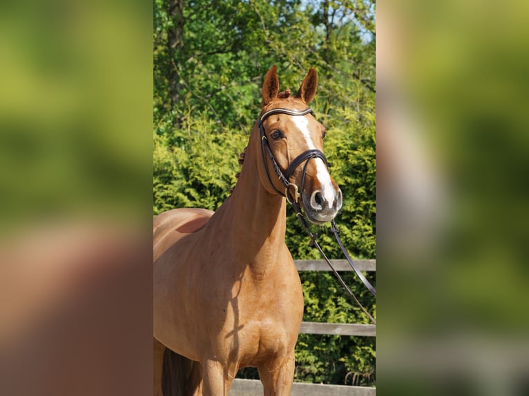Oldenburger Springpaard Merrie 10 Jaar 168 cm Vos in Lohne (Oldenburg)