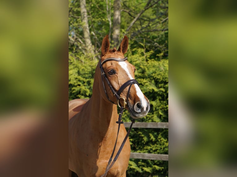 Oldenburger Springpaard Merrie 10 Jaar 168 cm Vos in Lohne (Oldenburg)