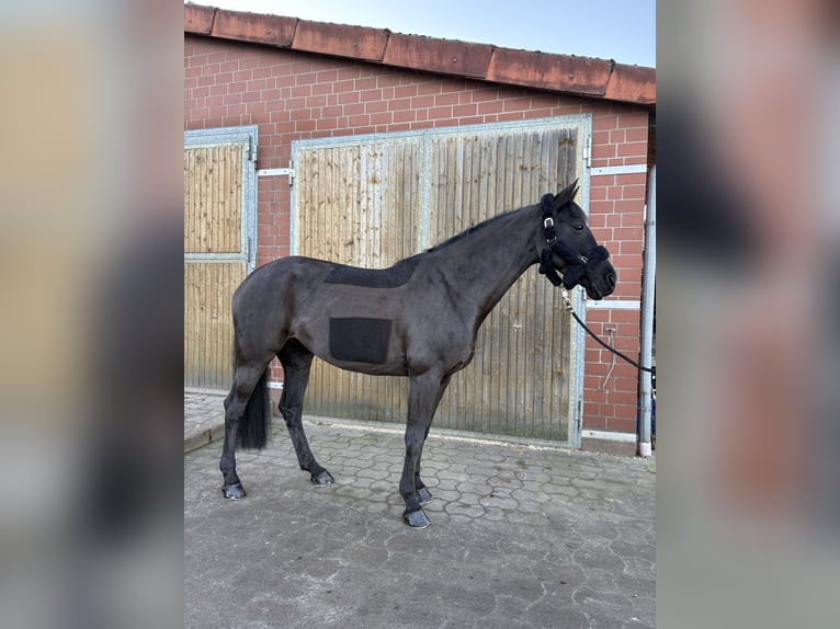 Oldenburger Springpaard Merrie 10 Jaar 168 cm Zwart in Isernhagen