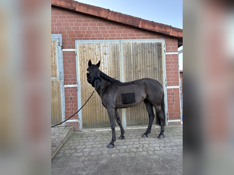 Oldenburger Springpaard Merrie 10 Jaar 168 cm Zwart in Isernhagen