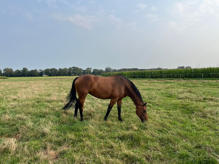 Oldenburger Springpaard Merrie 10 Jaar 169 cm Bruin in Lindern (Oldenburg)