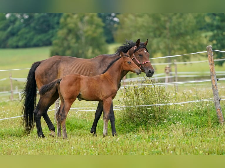 Oldenburger Springpaard Merrie 10 Jaar 170 cm Bruin in Tyn nad Vltavou