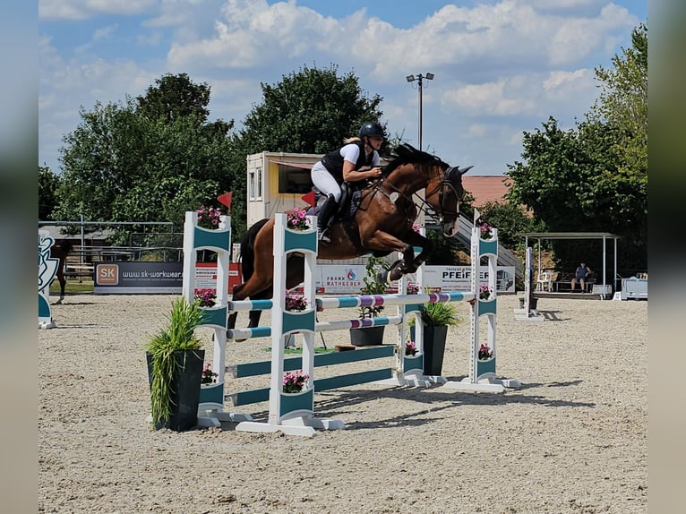 Oldenburger Springpaard Merrie 10 Jaar 170 cm Bruin in Neupotz