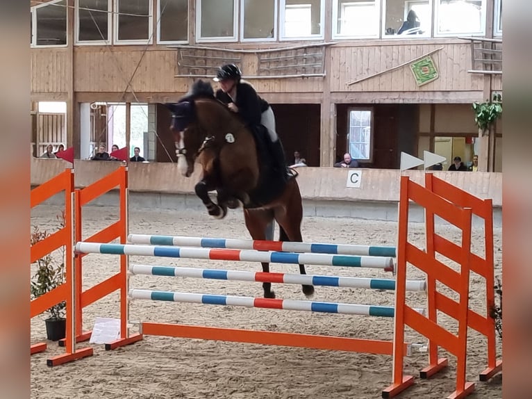 Oldenburger Springpaard Merrie 10 Jaar 170 cm Bruin in Neupotz