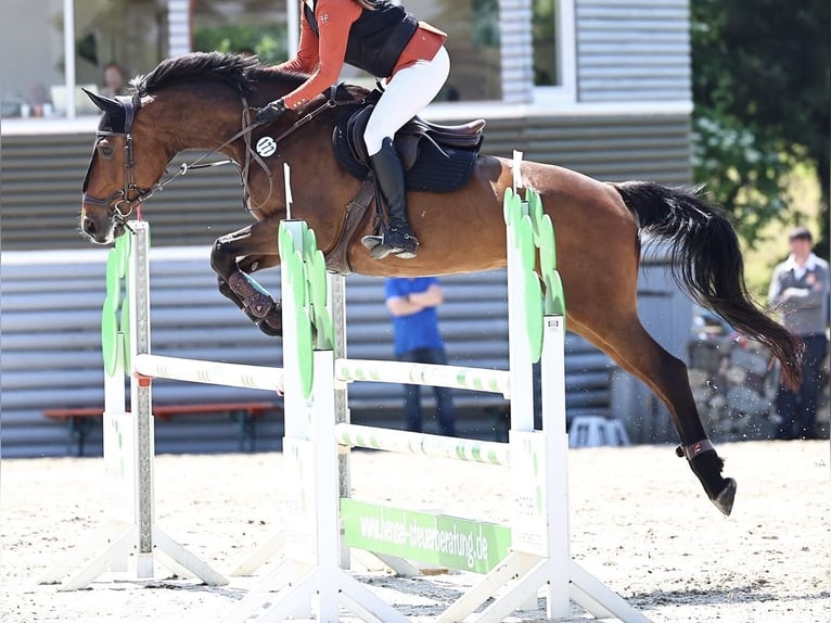 Oldenburger Springpaard Merrie 10 Jaar 170 cm  in Uhlstädt-Kirchhasel