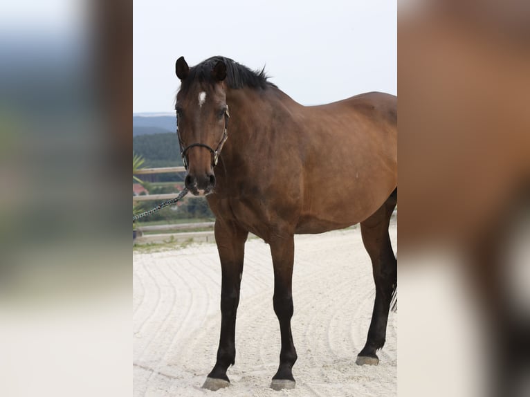 Oldenburger Springpaard Merrie 10 Jaar 170 cm  in Uhlstädt-Kirchhasel