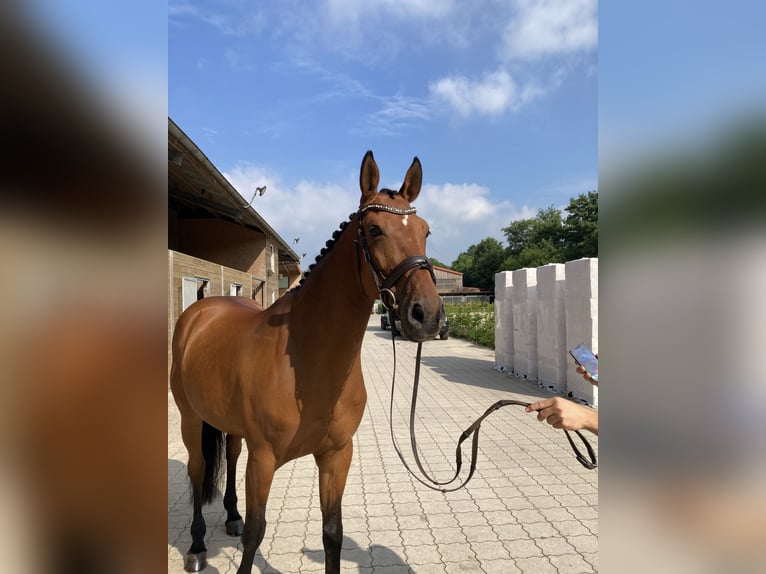 Oldenburger Springpaard Merrie 10 Jaar 171 cm Bruin in Bremen