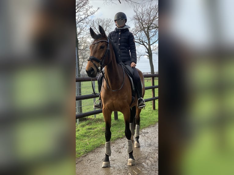 Oldenburger Springpaard Merrie 10 Jaar 172 cm Bruin in Willich