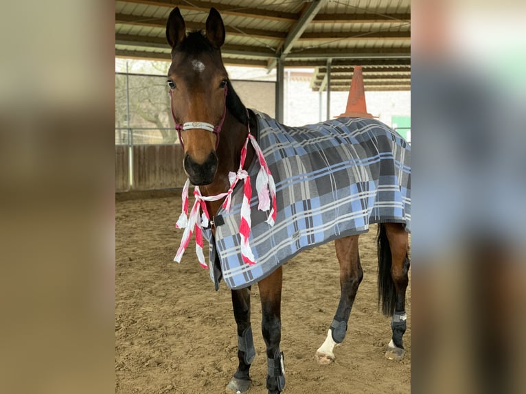 Oldenburger Springpaard Merrie 10 Jaar 172 cm Bruin in Willich
