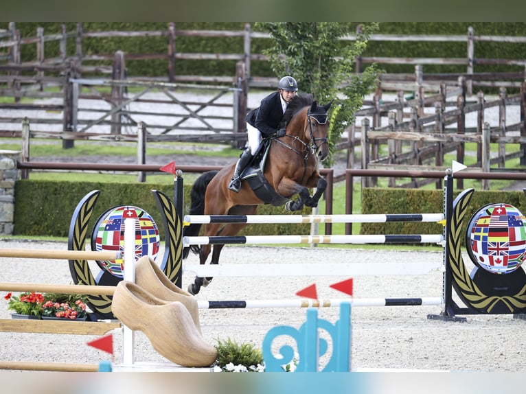 Oldenburger Springpaard Merrie 10 Jaar 172 cm Bruin in Marienhausen